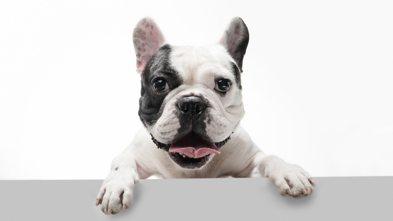 perros pequeños ladran con las visitas