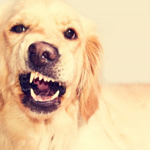 como calmar a tu perro cuando te visitan