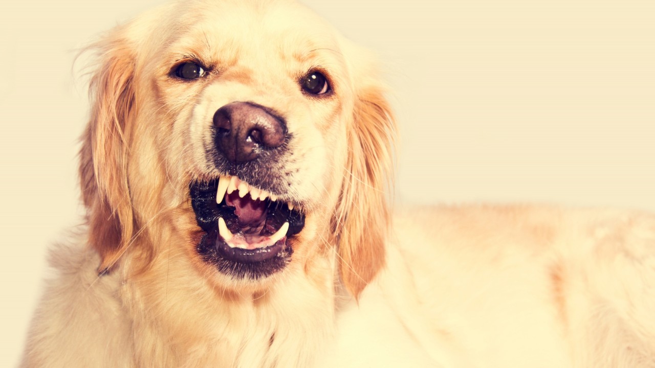 como calmar a tu perro cuando te visitan