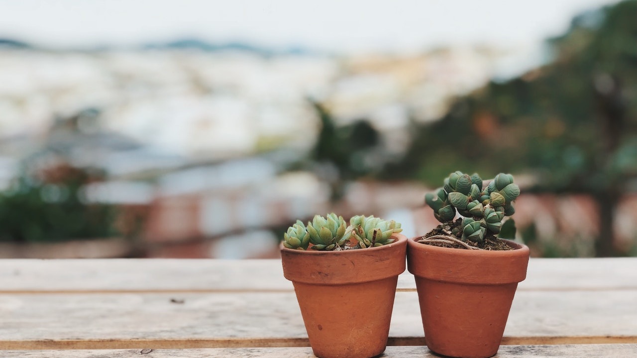 plantas que embellecen tu hogar suculentas