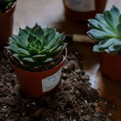 plantas suculentas cómo cultivar con semilla paso a paso