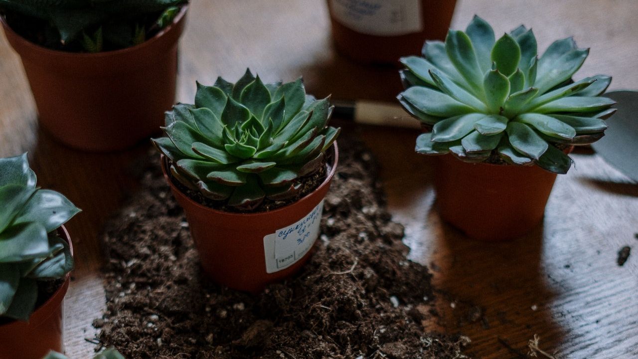 plantas suculentas cómo cultivar con semilla paso a paso