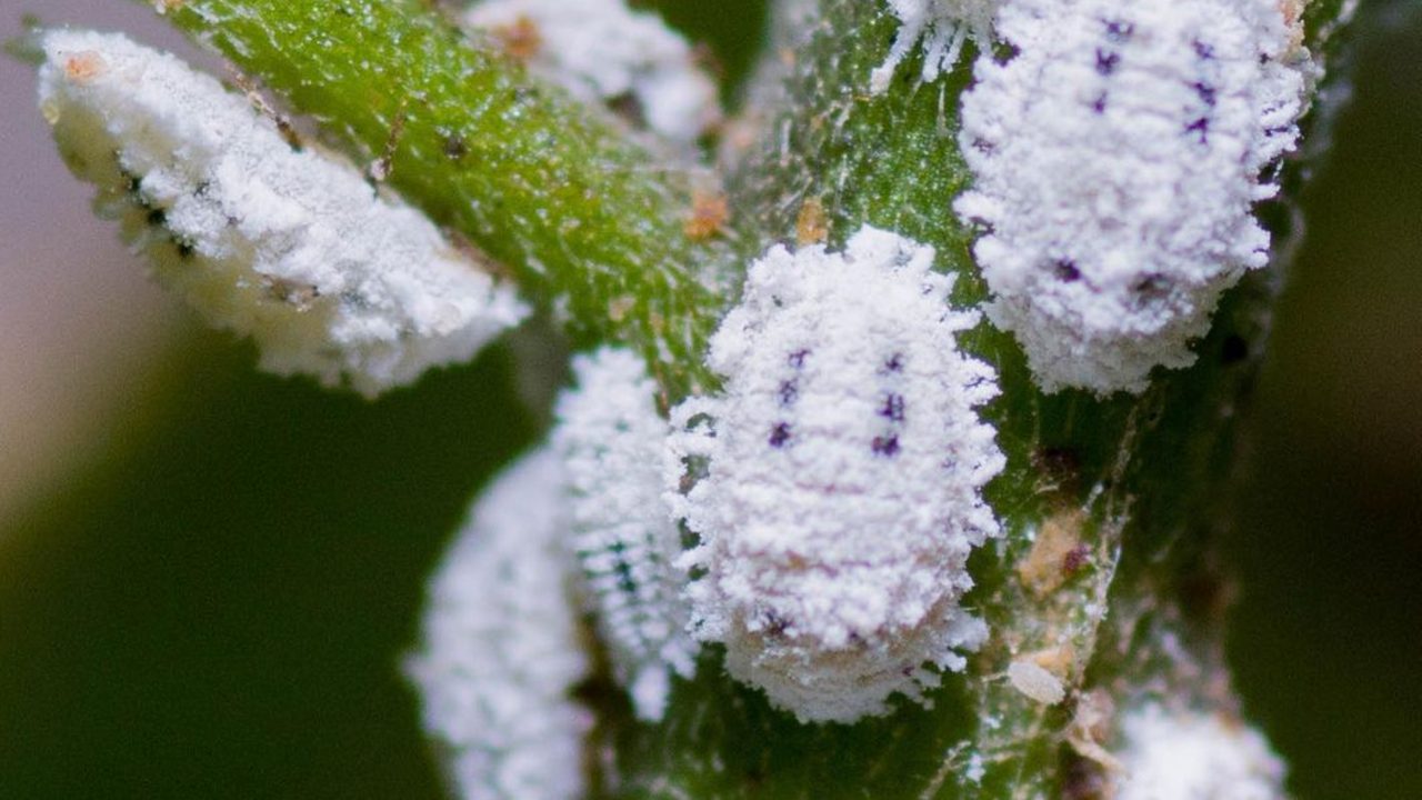 cochinilla algodonosa en plantas para interiores como combatir