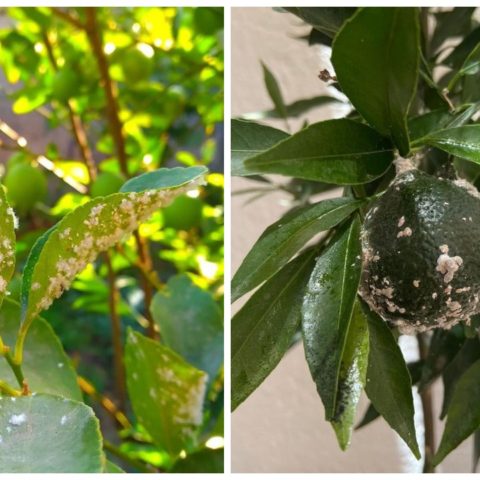 plantas que padecen cochinilla algodonosa como eliminarla