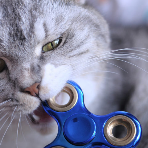 Gato Caricia muerde mascota educación