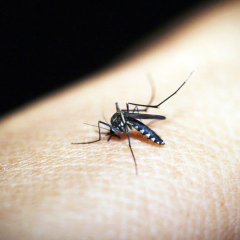 mosquito-dengue