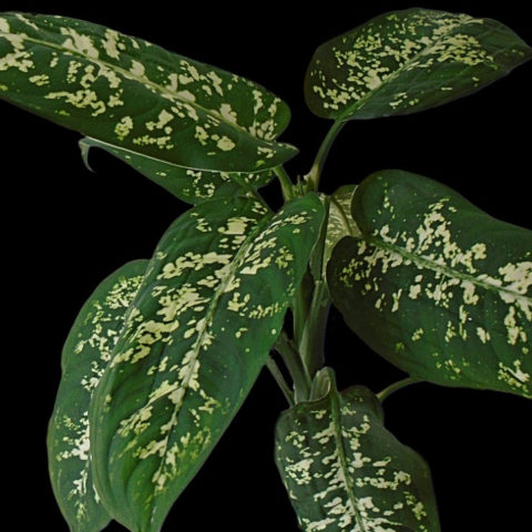 como cuidar planta lotería Dieffenbachia cuando regar