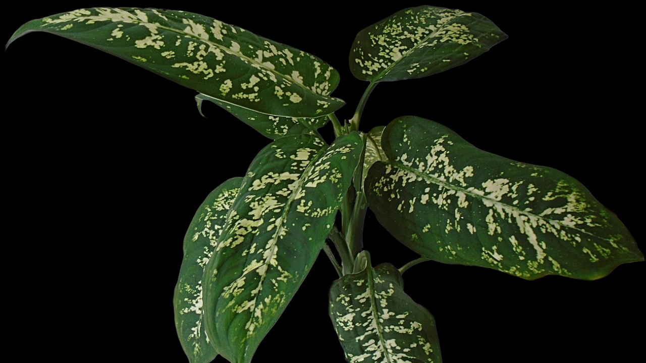 como cuidar planta lotería Dieffenbachia cuando regar