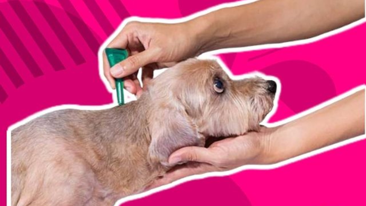 como tratar picadura de pulgas