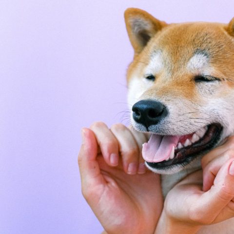 tus perros pueden pegarte pulgas