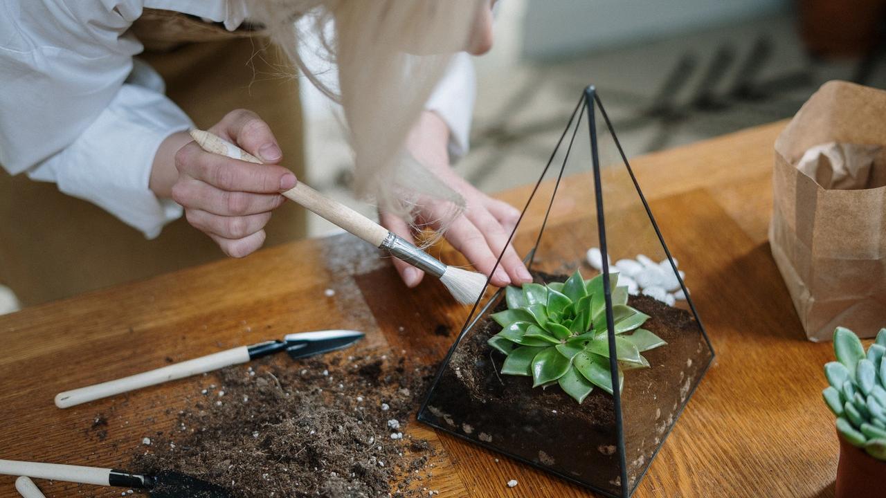 plantas de interior que benefician en casa