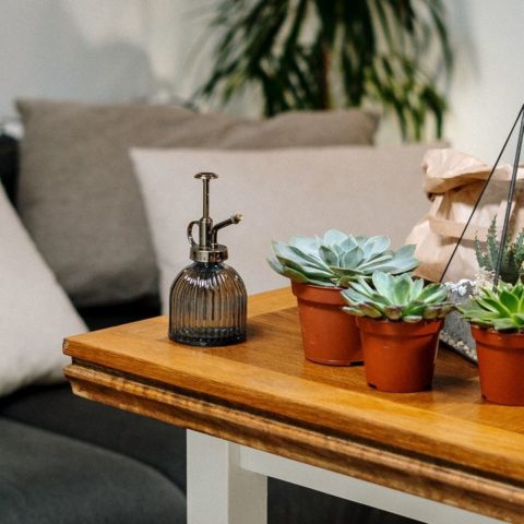 plantas suculentas beneficios en casa