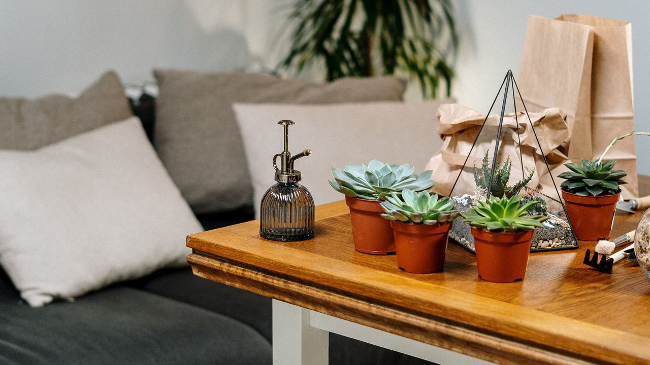 plantas suculentas beneficios en casa