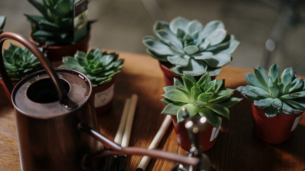 tipos de plantas que te ayudan a la salud