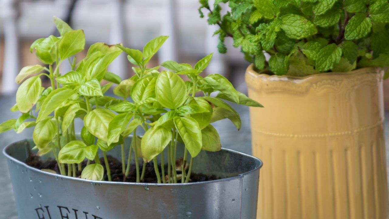 plantas para favorecer los pulmones