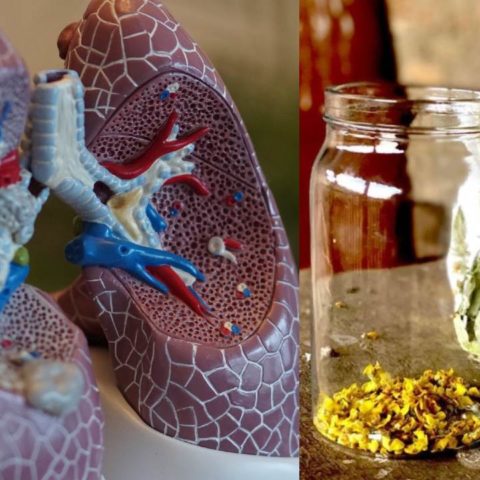 fortalecer los pulmones con plantas medicinales