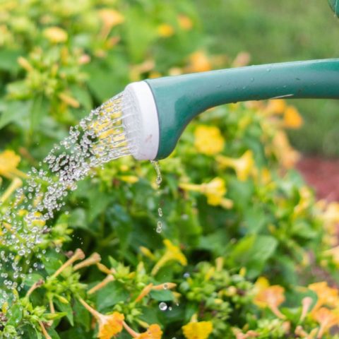 A qué hora no deberías regar tu jardín