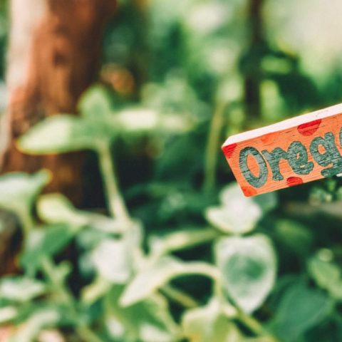 Beneficios del orégano para tu salud