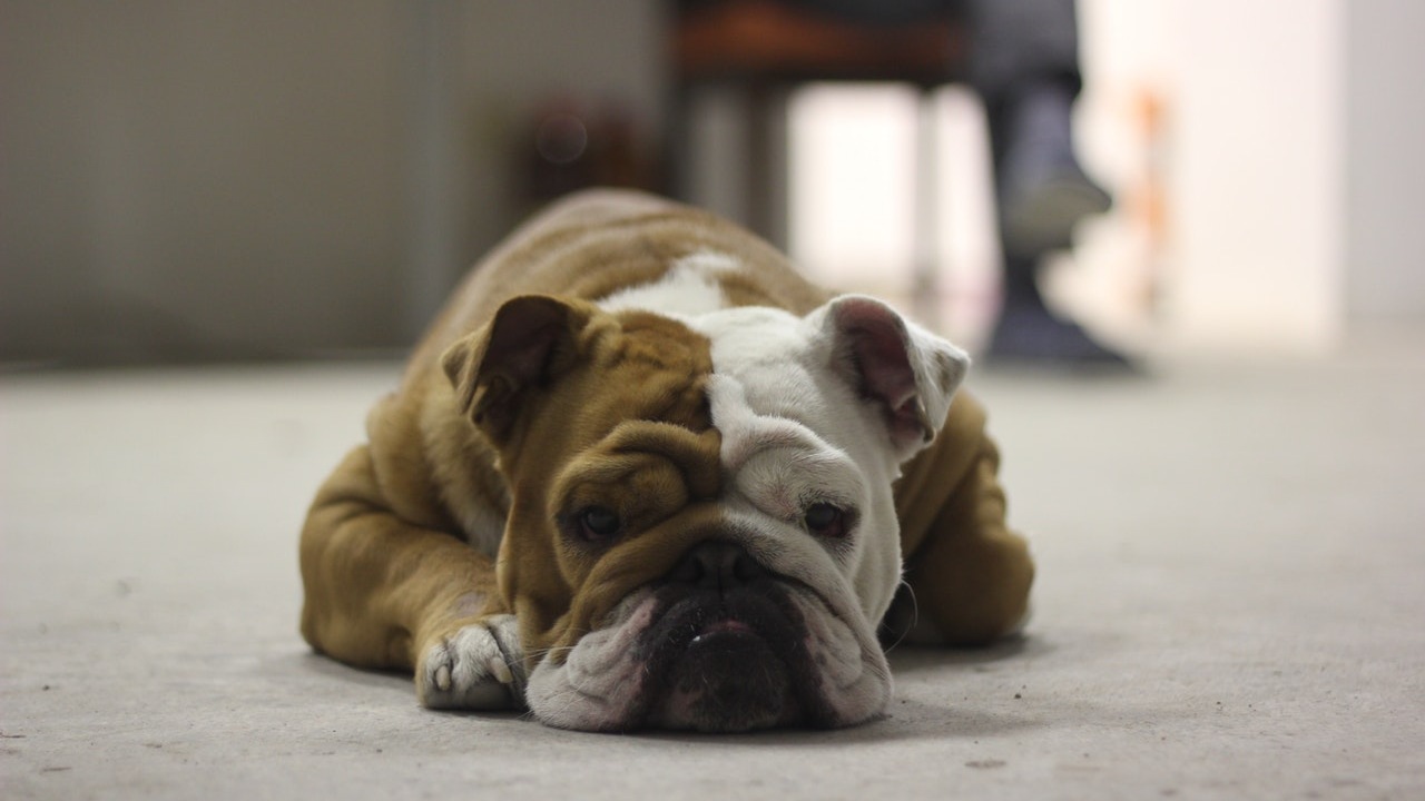 perro delicado razones