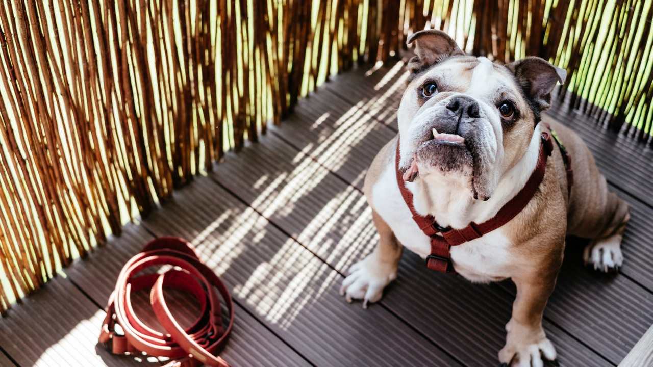 Bulldog ingles cómo cuidar su salud
