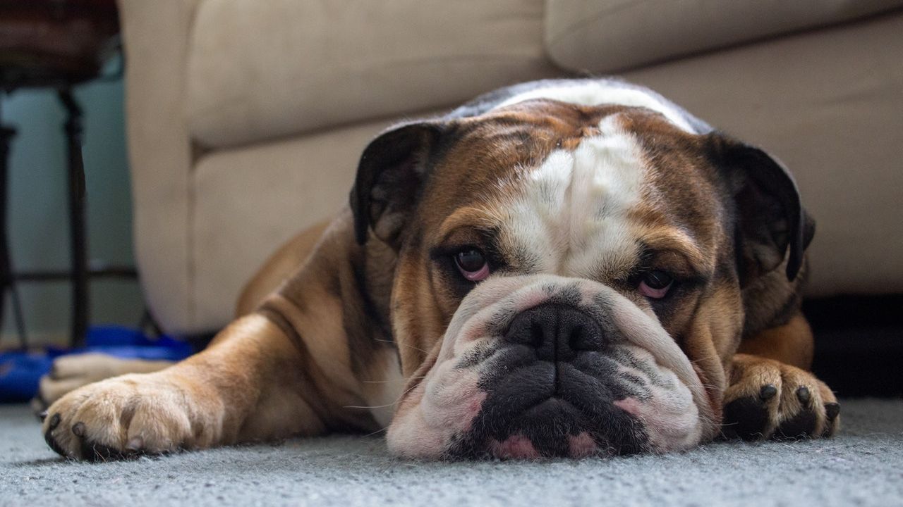 mascotas es bueno tener un perro bulldog