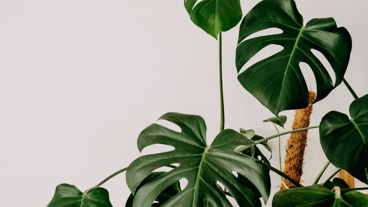 cómo cuidar tu costilla de adán