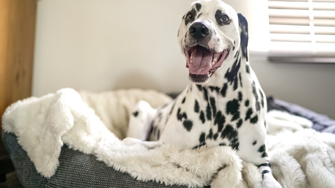 limpiar cama de un perro