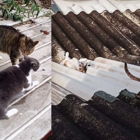 cómo ahuyentar gatos del techo