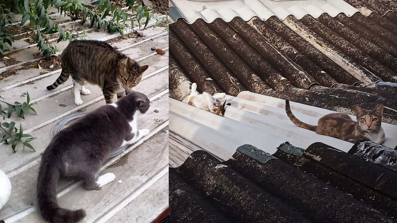 cómo ahuyentar gatos del techo