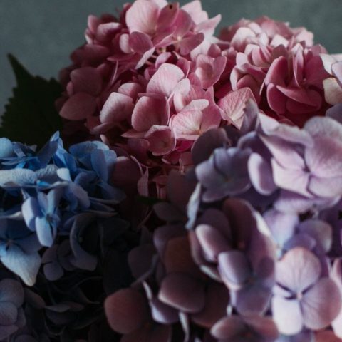 cómo controlar color de las hortensias
