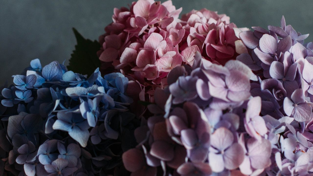 cómo controlar color de las hortensias