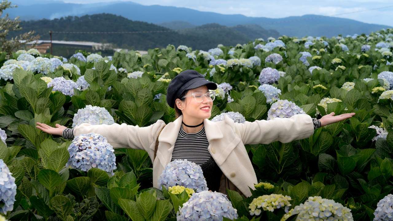 cómo se cambia el color de las hortensias
