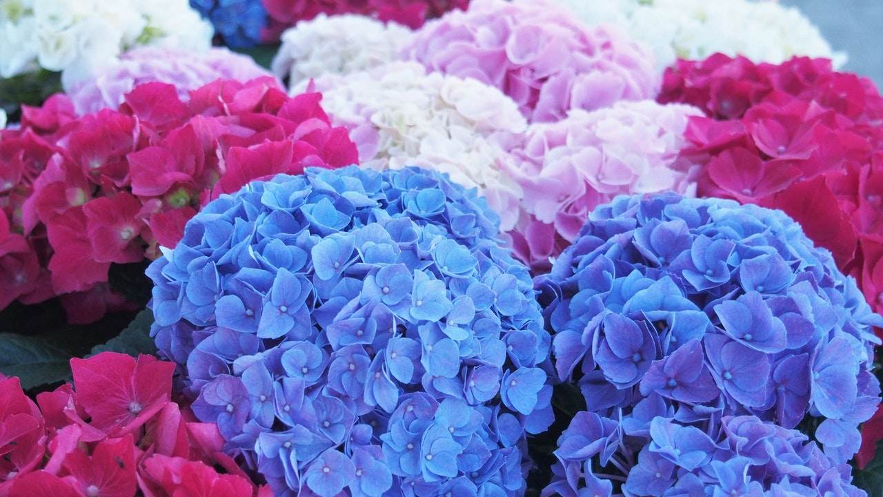 cómo cambiar el color de las hortensias