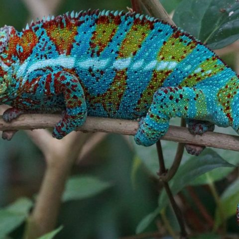 Qué cuidados necesita un camaleón