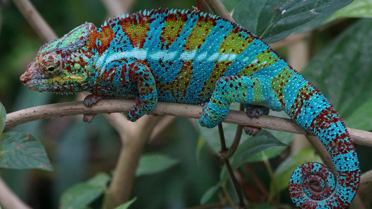 Qué cuidados necesita un camaleón
