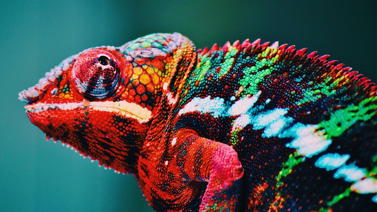 Tener camaleones sin comprarlos en una tienda de mascotas