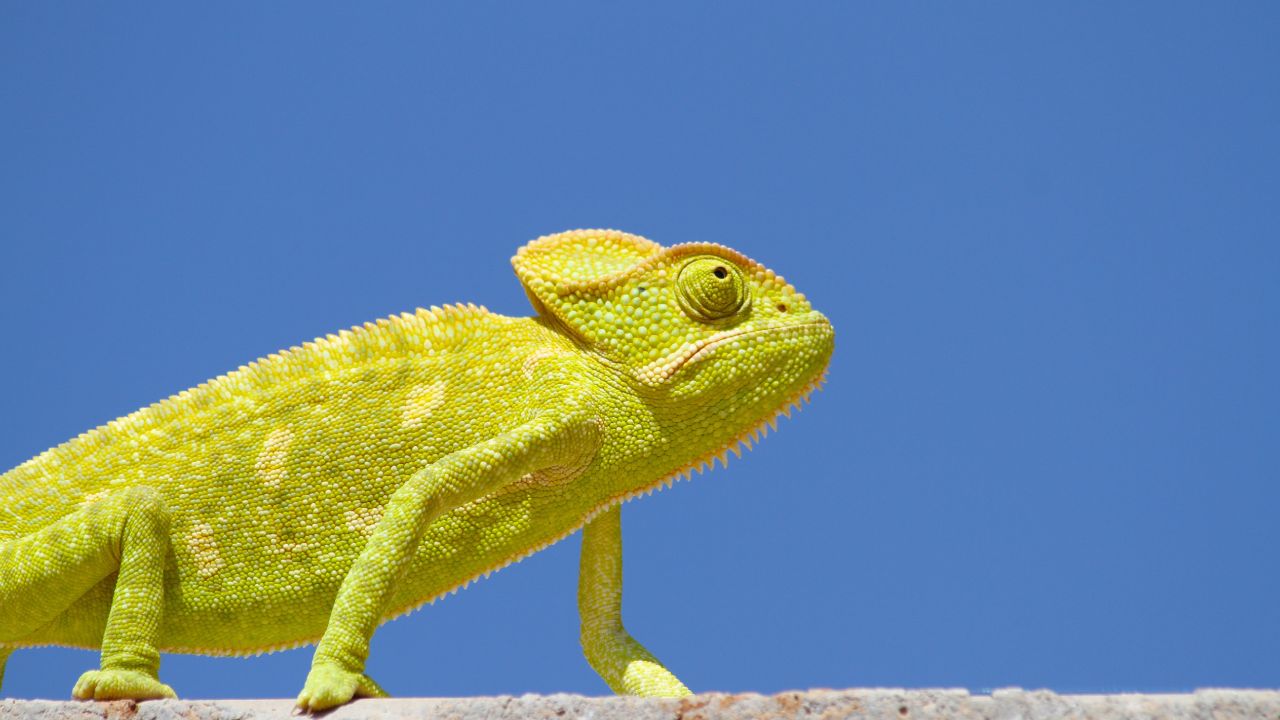 Sé un dueño responsable respetando los derechos de los animales