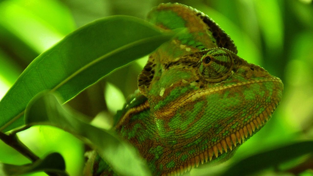 Sé un dueño responsable con tus mascotas atendiendo sus necesidades