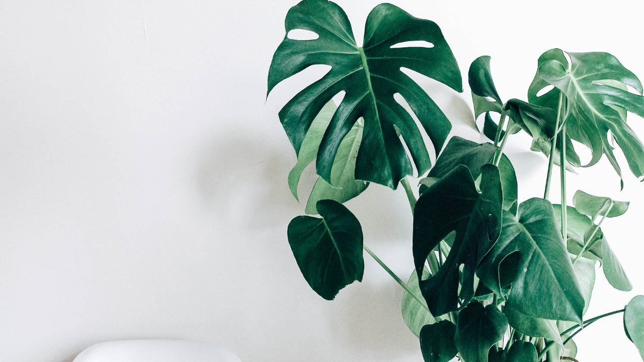 cuidados de la planta monstera deliciosa