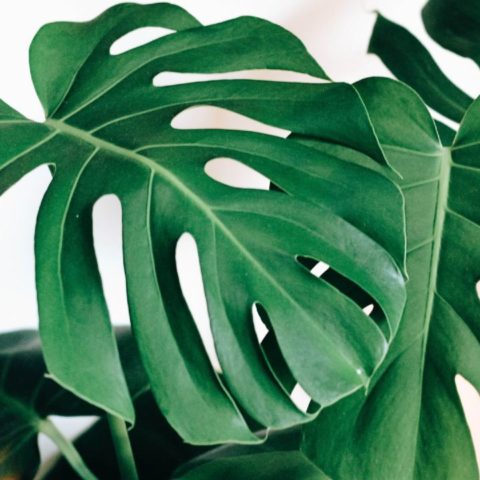 cuidados de la monstera deliciosa
