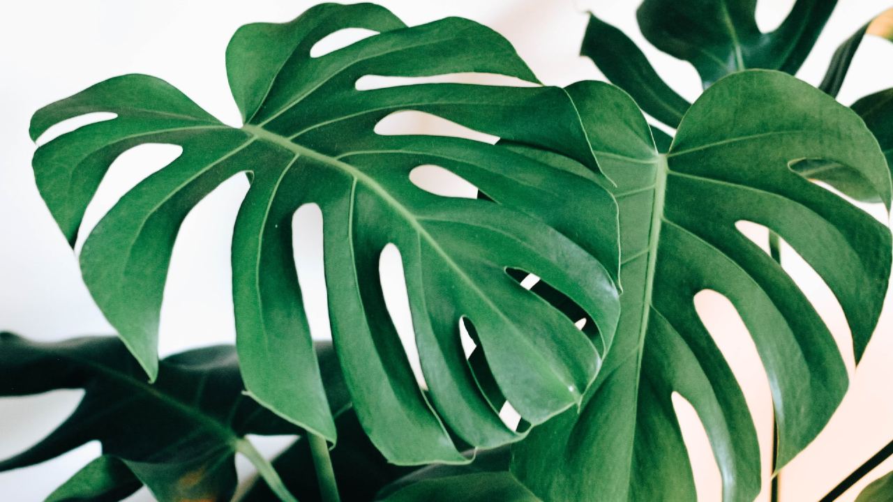 cuidados de la monstera deliciosa