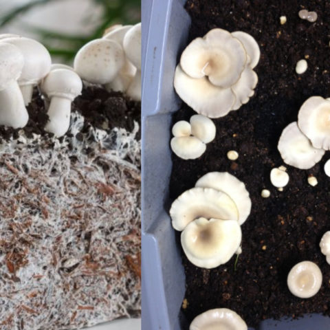 Cultiva tus propias setas en casa