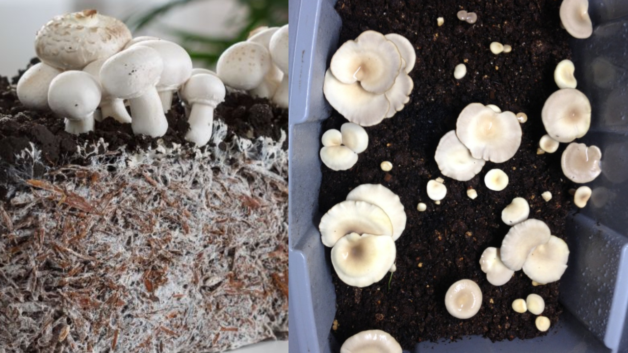 Cultiva tus propias setas en casa