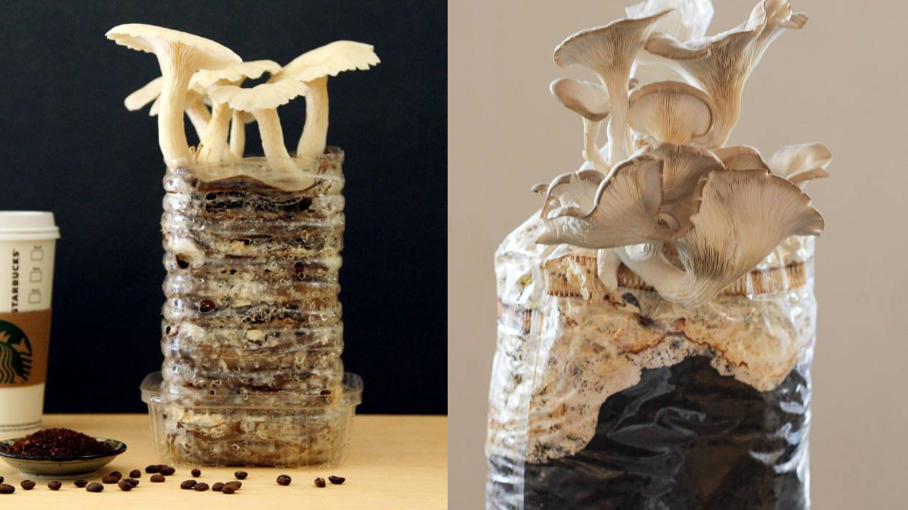 Cultivar setas comestibles en casa