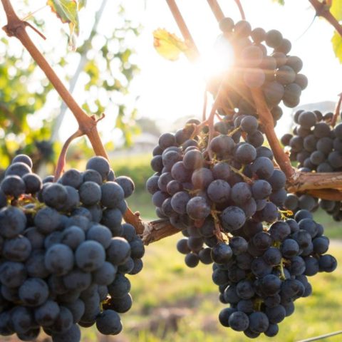 como cultivar uvas en casa