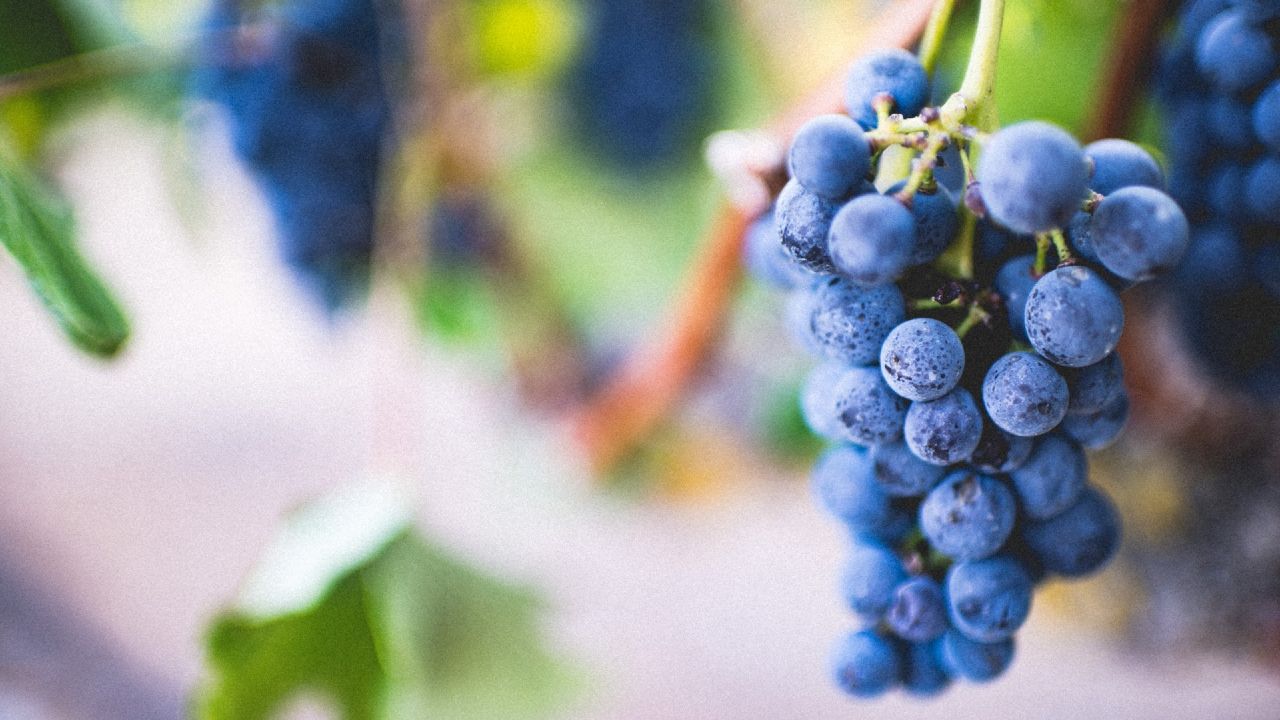 paso a paso para cultivar uvas