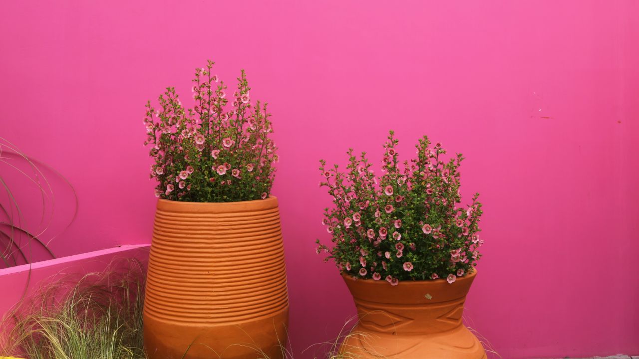 Las plantas en el exterior necesitan un contenedor resistente