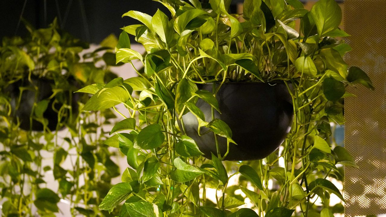 Jardinería en el techo con esta tendencia