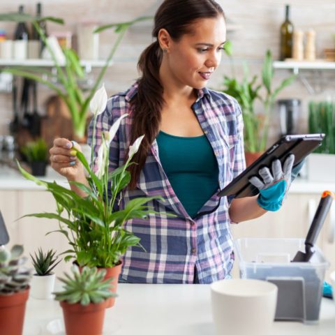 cuales son las mejores macetas de barro o plastico