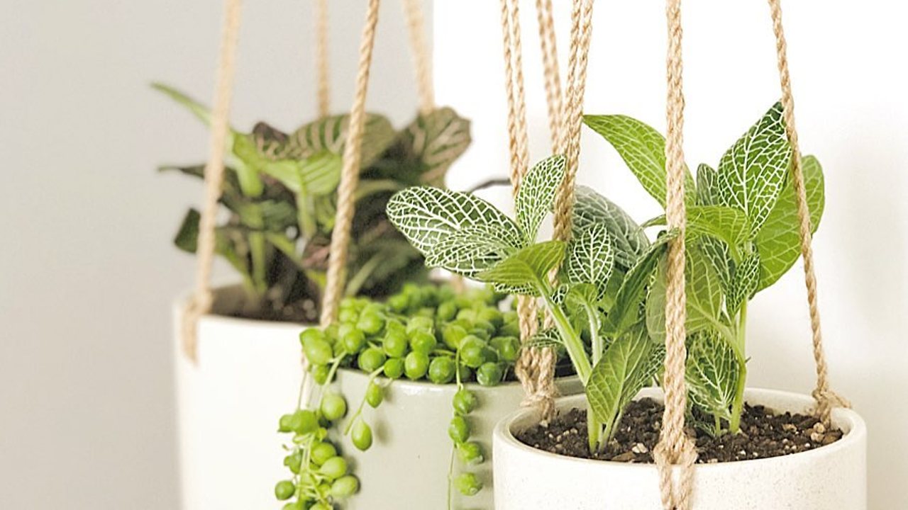 plantas que puedes poner en macetas colgantes